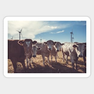 Carnosre Point Cows Sticker